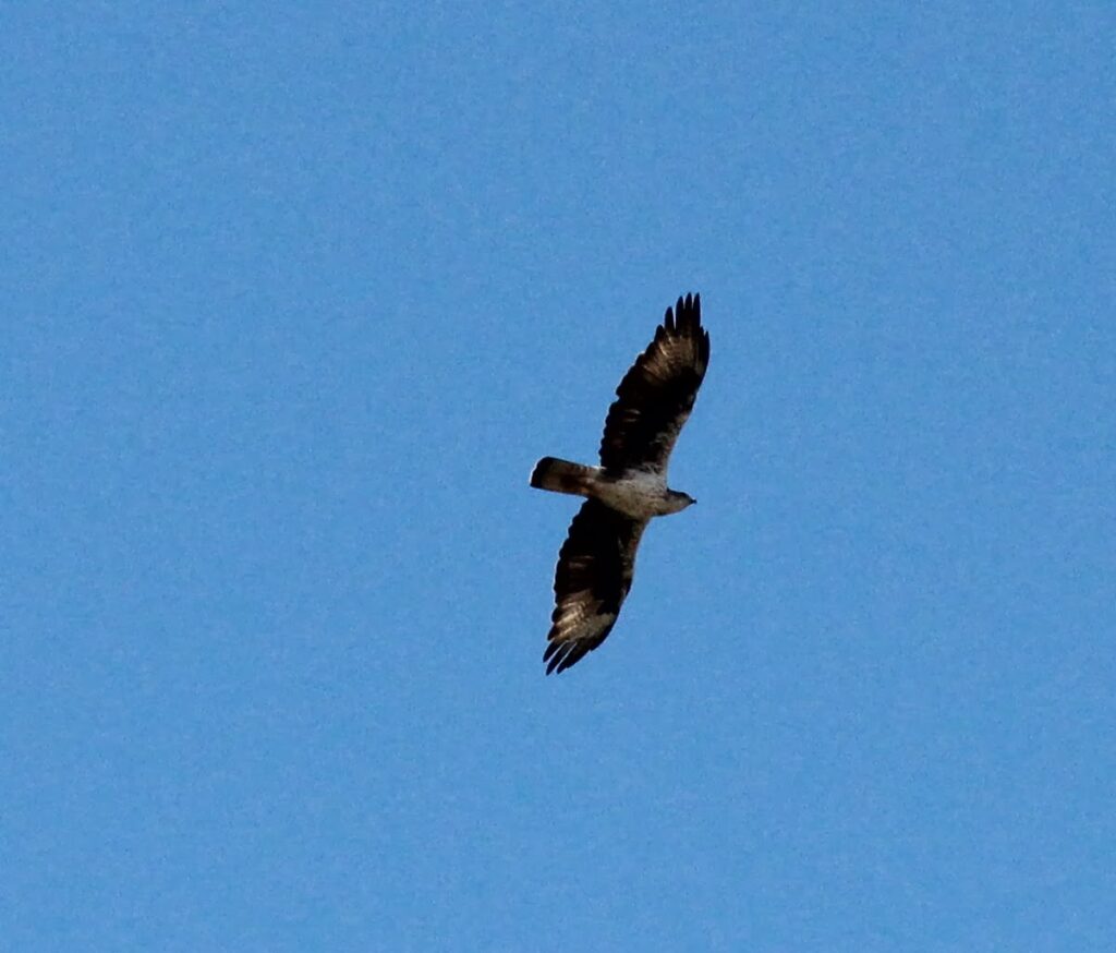 Aigle de Bonelli à Monfrague