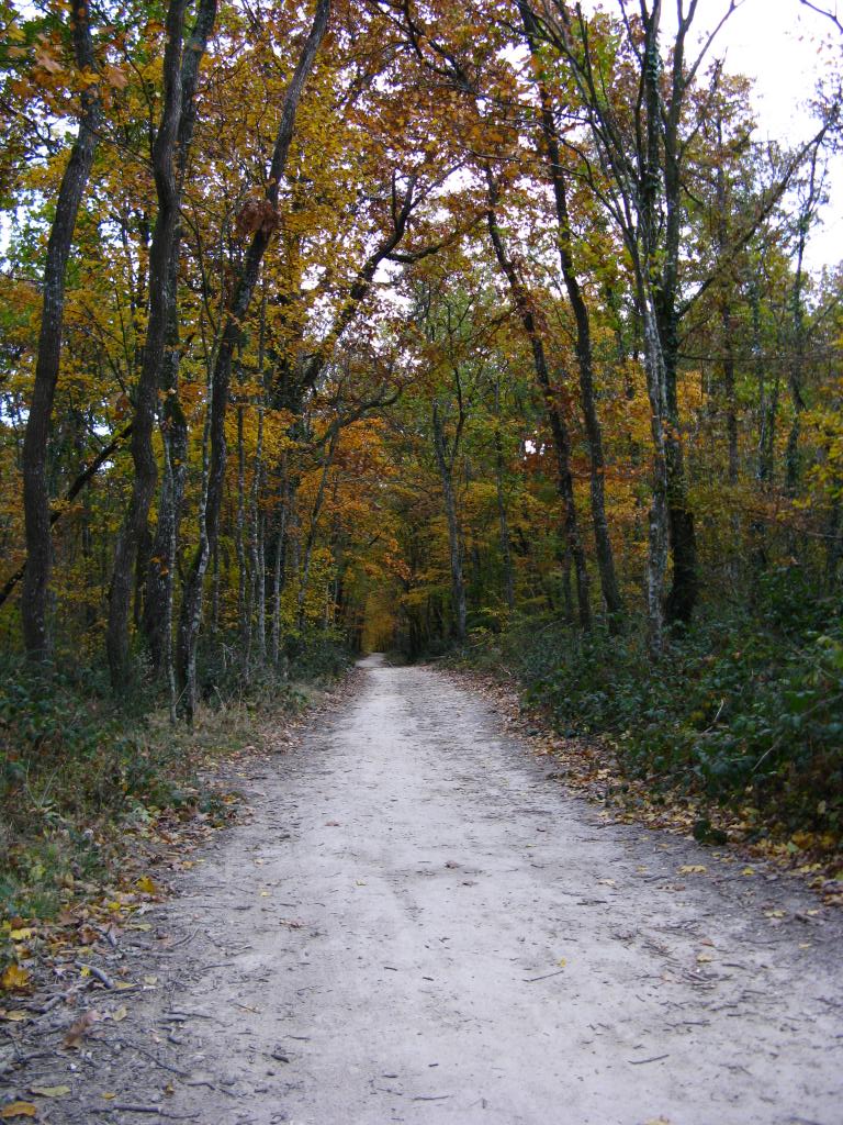 La forêt de Bouconne est une pouponnière à passereaux.
