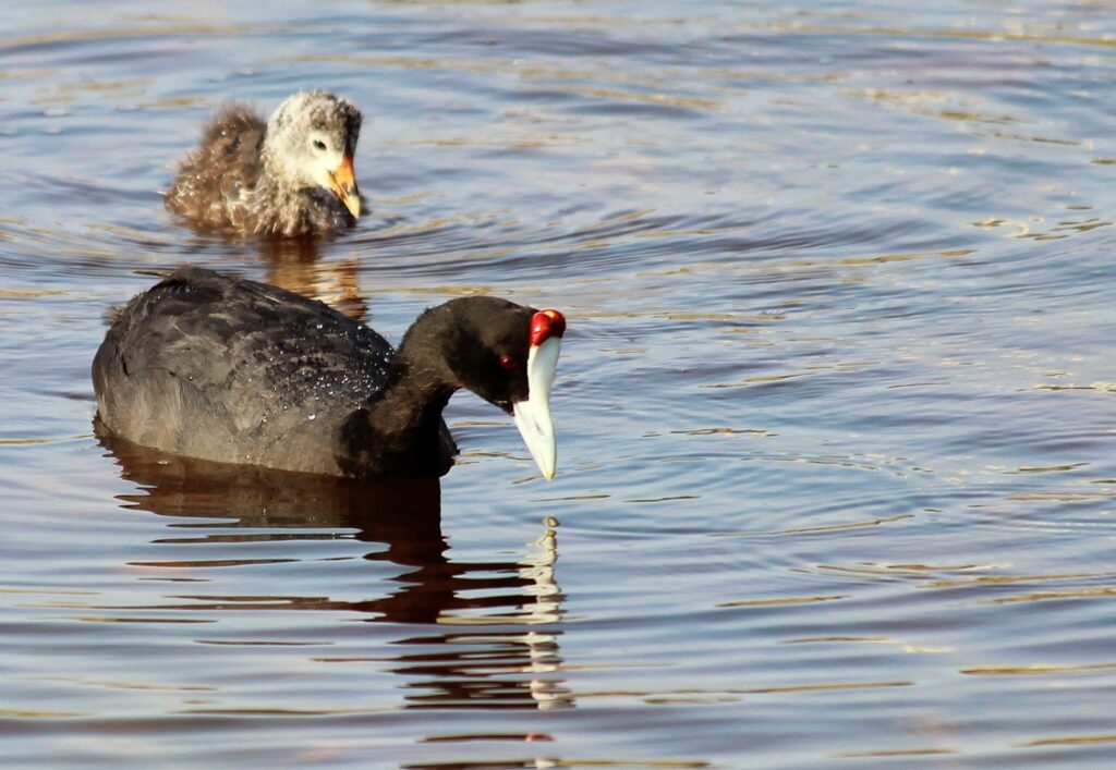 Foulque Caronculé au lac de Sidi Bourhaba