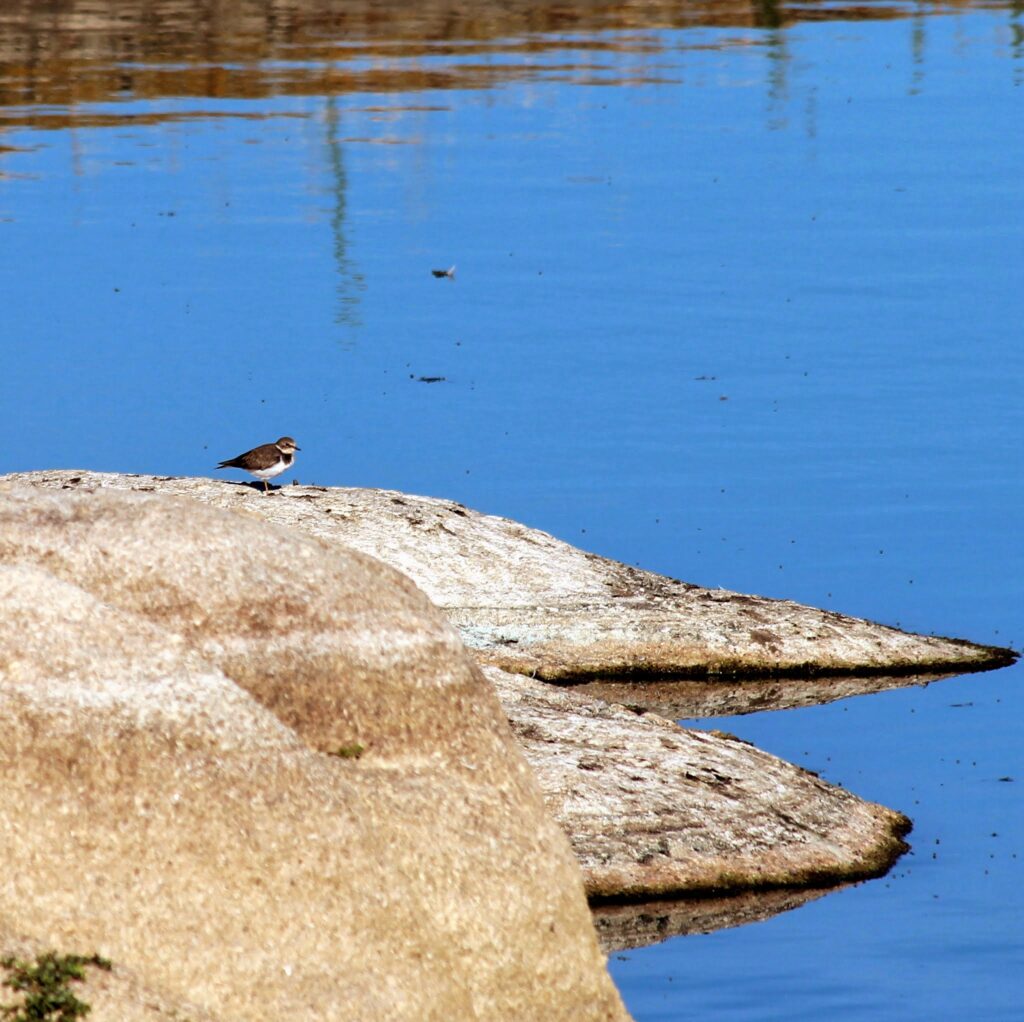 Grand Gravelot au Barrage