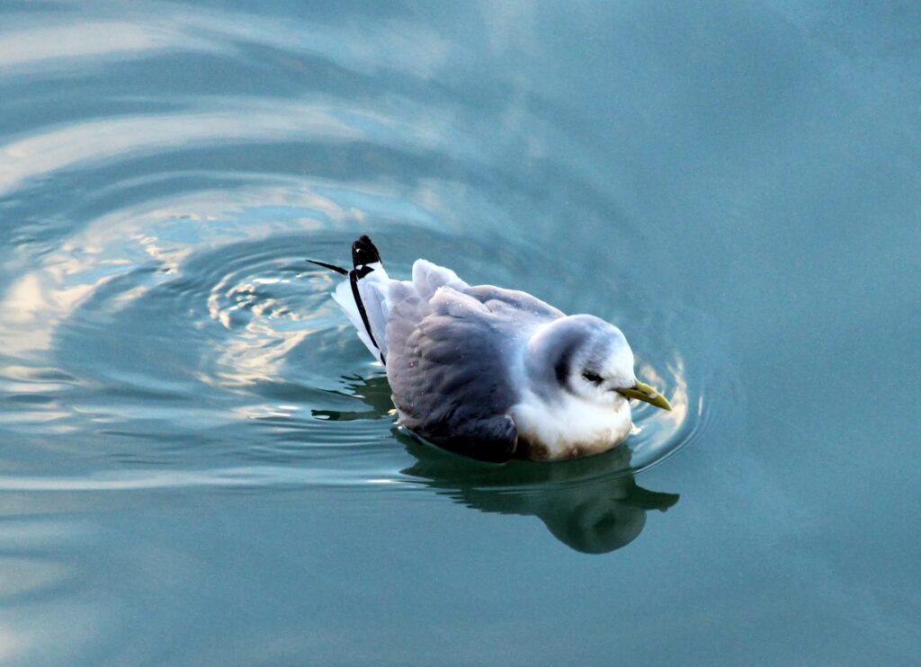 Mouette Tridactyle au port de la Cotinière