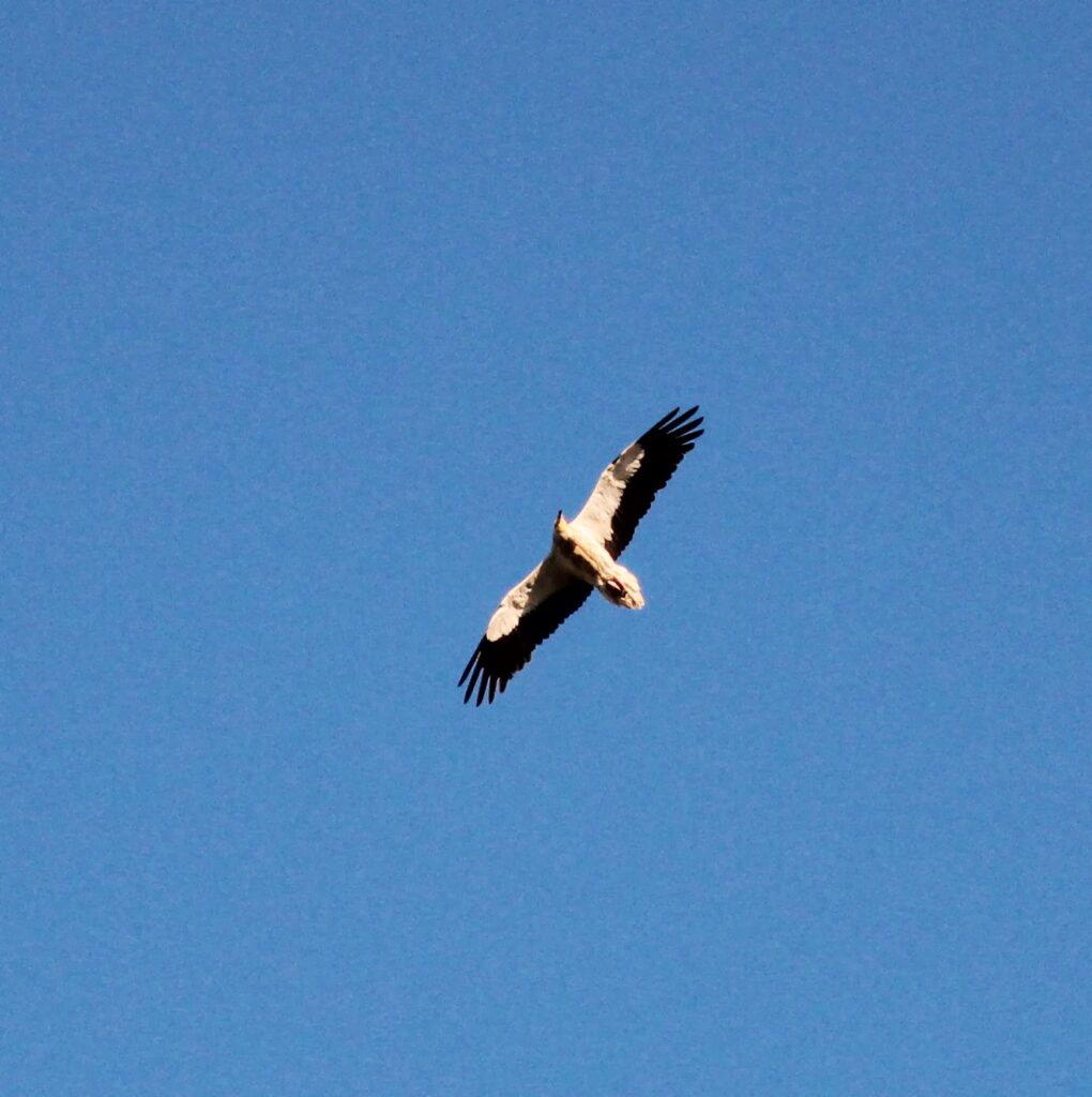 Vautour Percnoptère