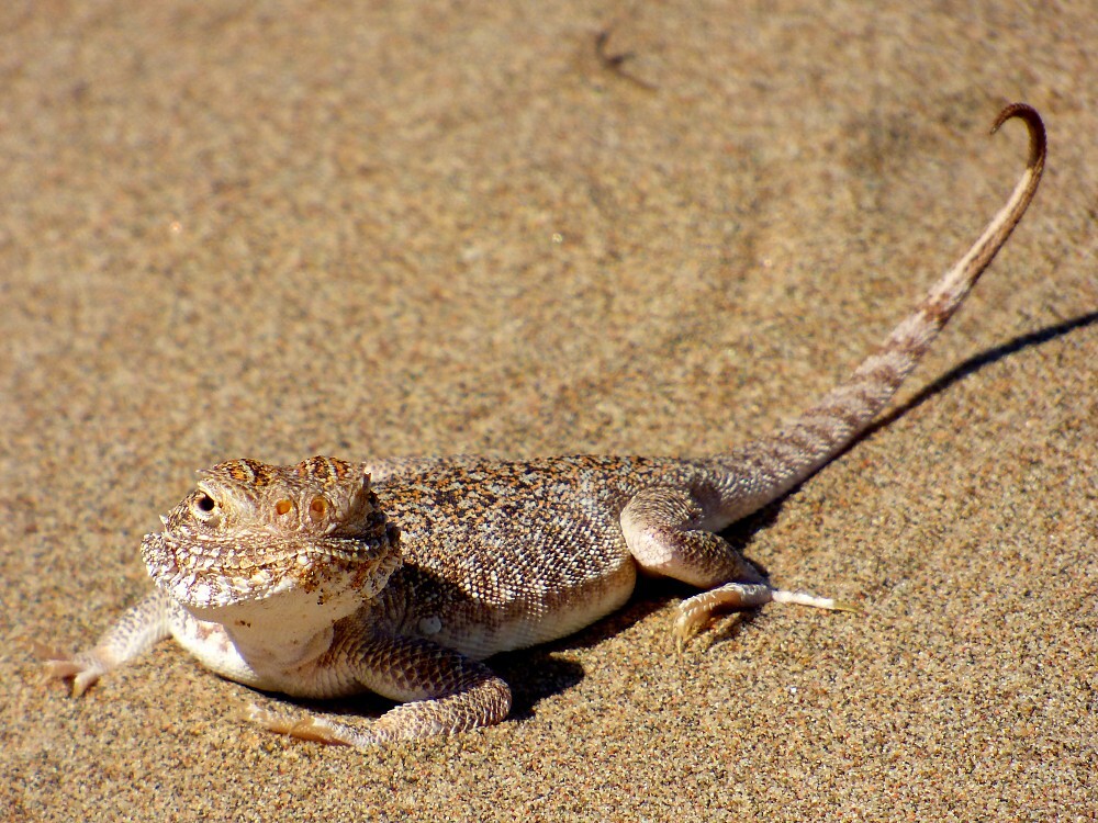 Le parc Altyn Emel est l’hôte de quelques 260 espèces animales dont 78 mammifères.