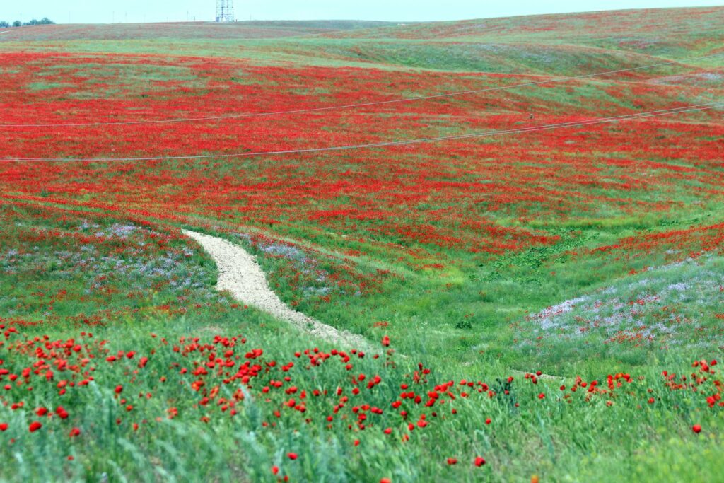 Les champs de coquelicots dévoilent un rouge vif à perte de vue
