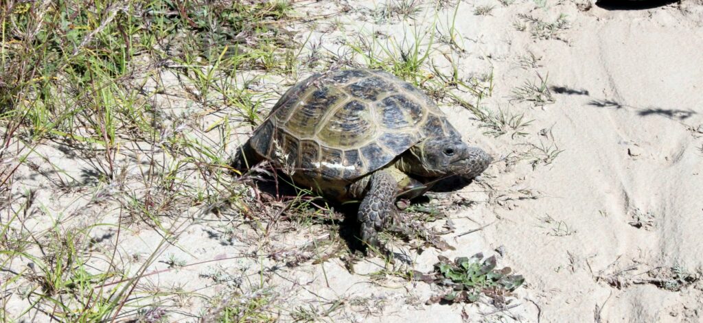 Les tortues de terre sont présentes en nombre et sur la piste. Nous descendons régulièrement de la voiture pour les écarter du chemin.